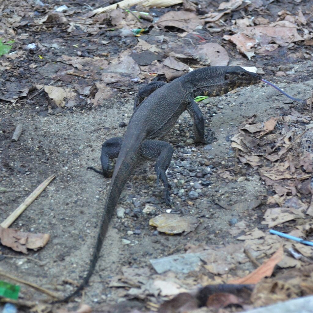 Andaman-Water-Monitor