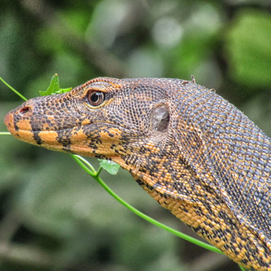 Andaman-Water-Monitor