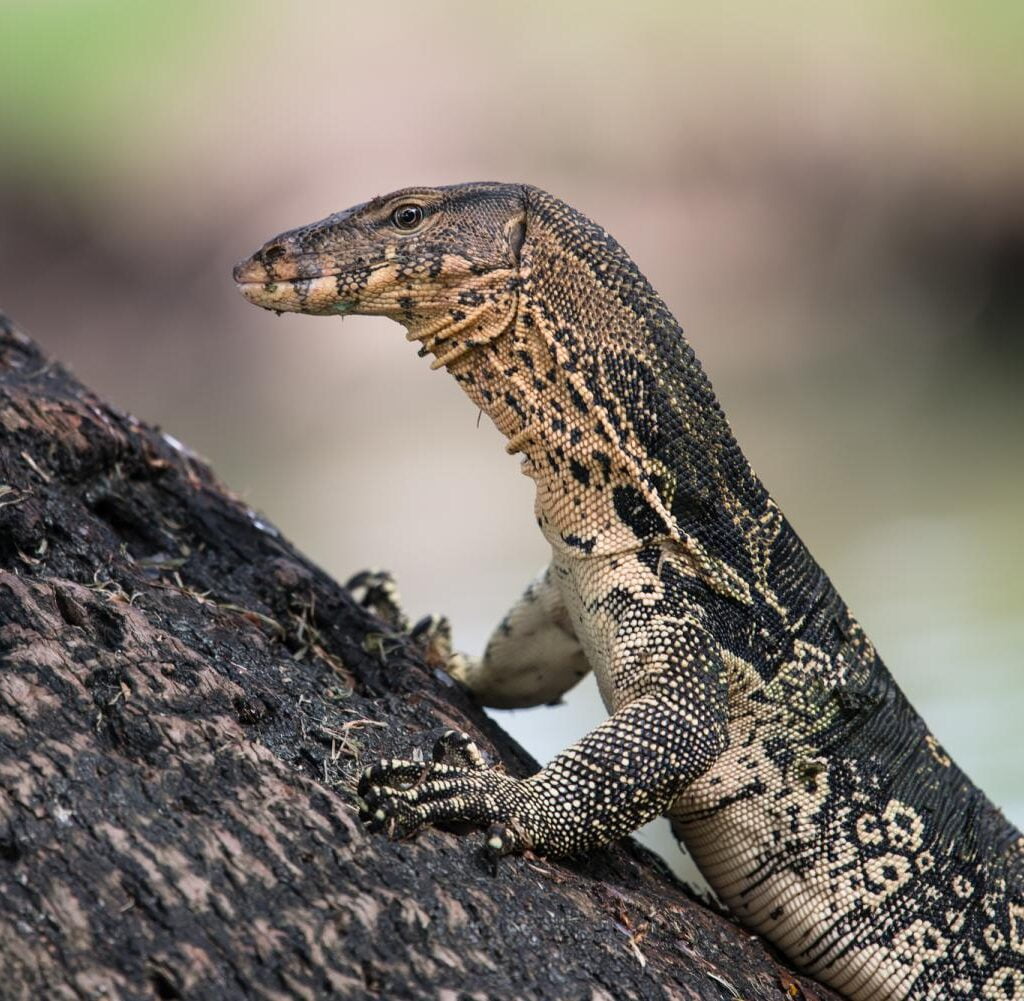 Andaman-Water-Monitor