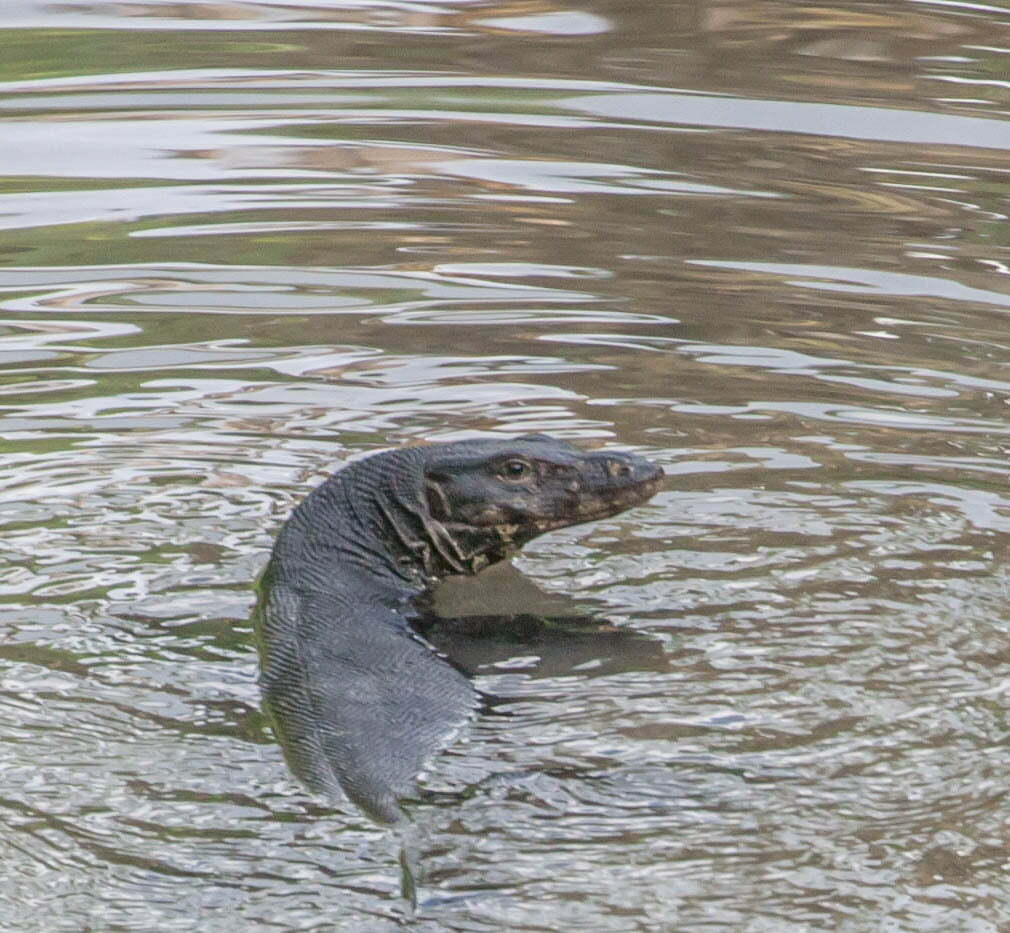 Andaman-Water-Monitor